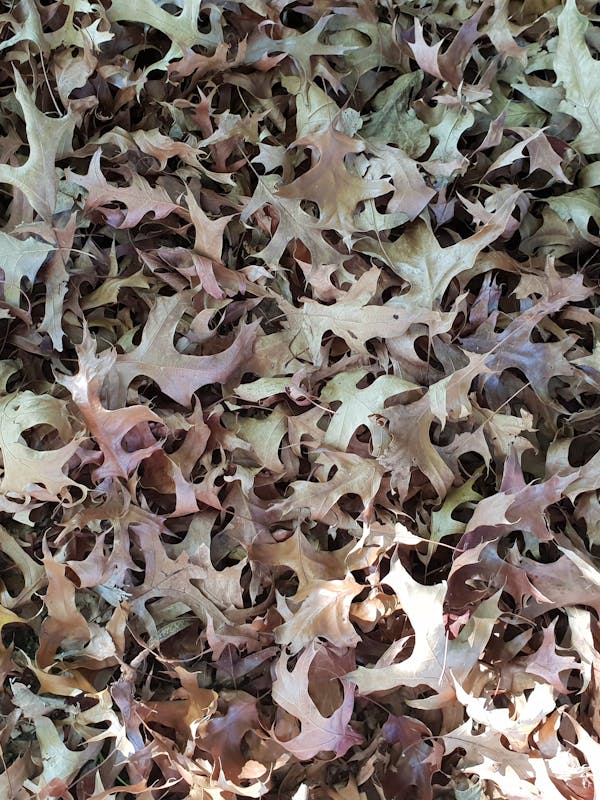 Evesham Denim Shirt Dress